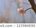 梅花 123984690