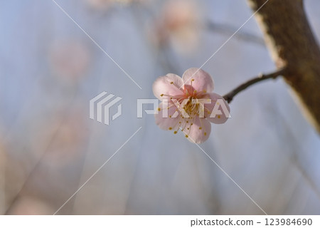 梅花 123984690