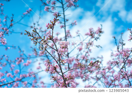 Kawazu Sakura and the sky 123985043