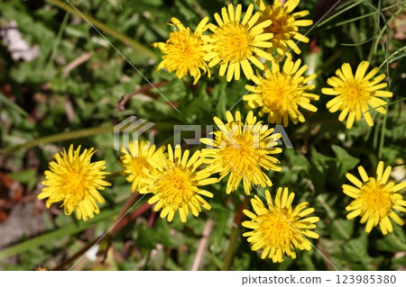 Dandelion flower Dandelion flower 123985380