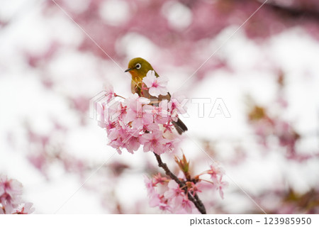 繡眼鳥玩弄盛開的櫻花 123985950