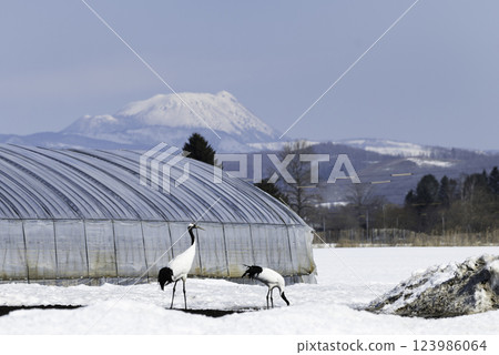Red-crowned cranes and mountain scenery of Akan 123986064
