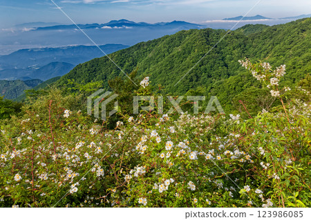Hakone and Mt. Aitaka seen from the Tanzawa Omote Ridge in summer when wild roses bloom Hakone and Mt. Aitaka seen from the Tanzawa Omote Ridge in summer when wild roses bloom 123986085