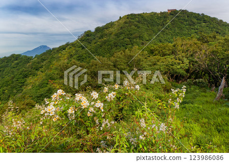 Mount Tonodake and Mount Fuji from the Tanzawa Omote Ridge in summer when Rosa multiflora blooms Mount Tonodake and Mount Fuji from the Tanzawa Omote Ridge in summer when Rosa multiflora blooms 123986086
