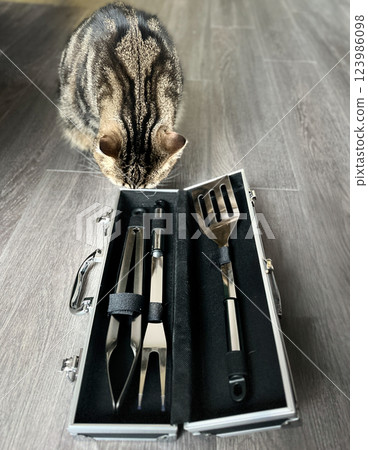 Cat with kitchen utensils in case on wooden floor 123986098