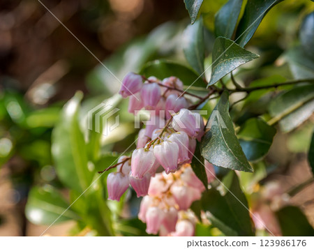 Akebonoacebi 在春天綻放粉紅色的花朵 Akebonoacebi 在春天綻放粉紅色的花朵 123986176