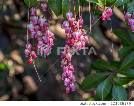 Akebonoacebi blooms pink flowers in spring 123986179