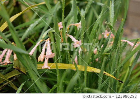 雨後的基爾坦蘇斯 雨後的基爾坦蘇斯 123986258