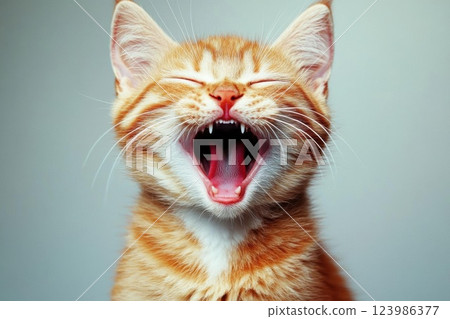 cute kitten on the window cute kitten on the window 123986377