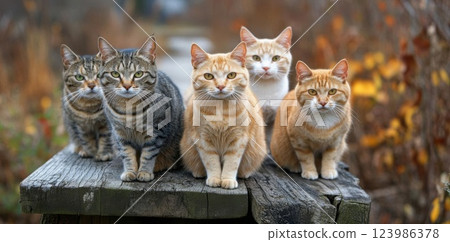 cute kitten on the window cute kitten on the window 123986378