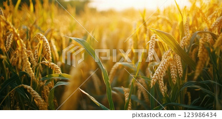 cute kitten on the window 123986434