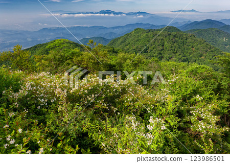 View of the Hakone mountain range and Mt. Aitaka from the summit of Mt. Tonodake in Tanzawa in summer when Deutzias and Rosa multiflora bloom 123986501