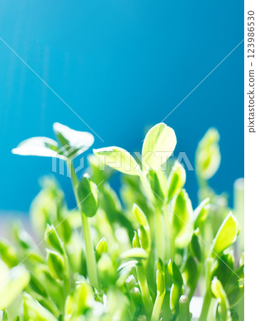 Bean sprouts studio photography, 123986530