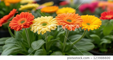 Gerbera Daisies Bloom Vibrantly in a Pot, Colorful Floral Display 123986600