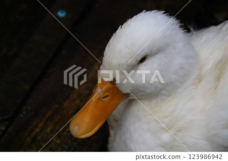 duck duck 123986942