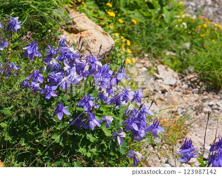 槍山上的深山耬斗菜 槍山上的深山耬斗菜 123987142