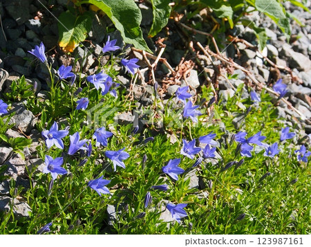 Rock lilies on Mt. Yari 123987161