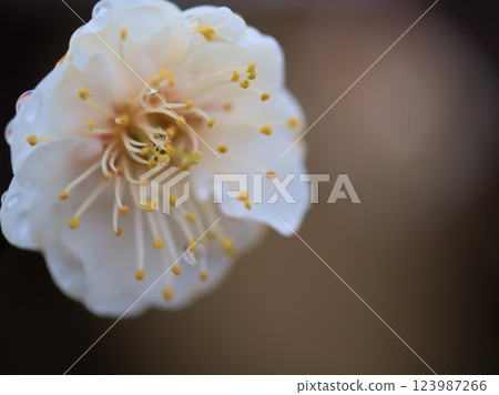 雨季三月盛開的白梅“白梅花” 123987266