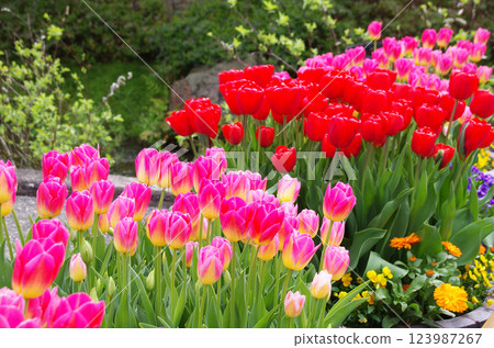 春季花卉:鮮豔的鬱金香 春季花卉:鮮豔的鬱金香 123987267