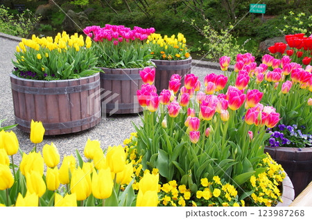 Spring flowers: vibrant tulips Spring flowers: vibrant tulips 123987268