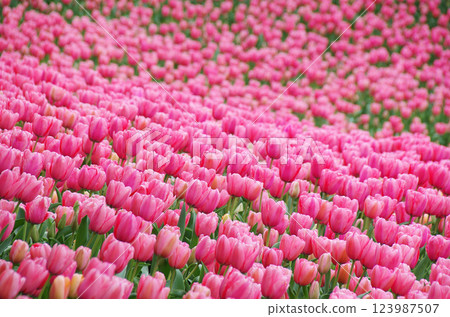Spring flowers: Vivid tulip fields Spring flowers: Vivid tulip fields 123987507