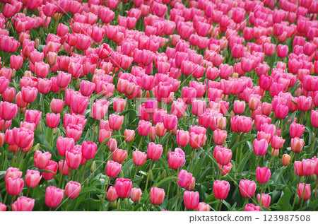 春花：鮮豔的鬱金香花田 123987508