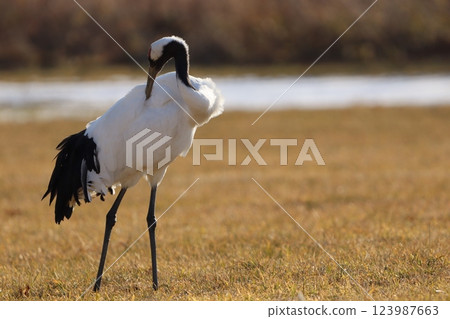 丹頂鶴 123987663