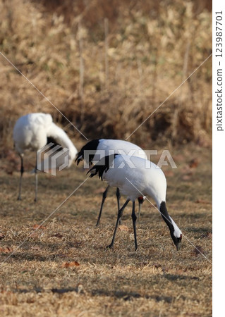 Cranberries Cranberries 123987701