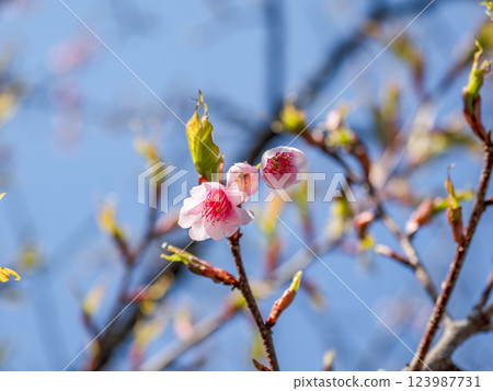 初春盛開的寒緋櫻花 [琉球寒緋櫻花] 123987731