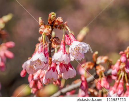 Kanhizakura (winter cherry blossom) blooms in early spring [Ryukyu Kanhizakura (Ryukyu winter cherry blossom)] 123987733