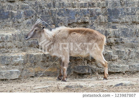 Himalayan tahr looking sideways Himalayan tahr looking sideways 123987807