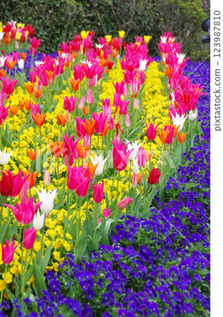 Spring flowers: Colorful tulip fields Spring flowers: Colorful tulip fields 123987810