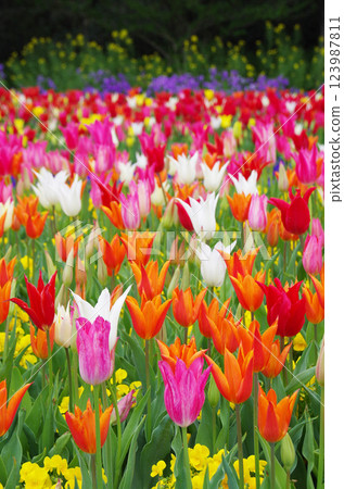 Spring flowers: Colorful tulip fields Spring flowers: Colorful tulip fields 123987811