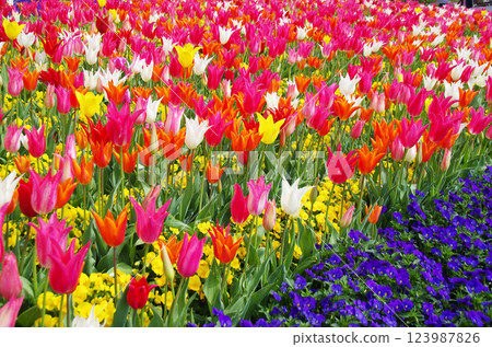 Spring flowers: Colorful tulip fields Spring flowers: Colorful tulip fields 123987826