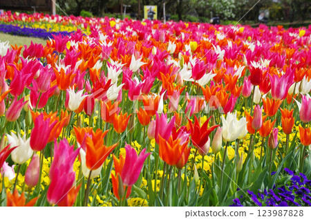 Spring flowers: Colorful tulip fields Spring flowers: Colorful tulip fields 123987828