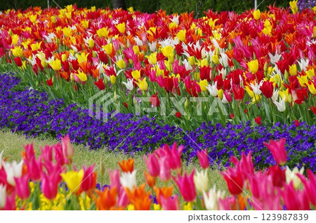 春花:色彩繽紛的鬱金香花田 春花:色彩繽紛的鬱金香花田 123987839