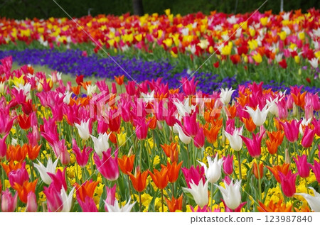 春花:色彩繽紛的鬱金香花田 春花:色彩繽紛的鬱金香花田 123987840