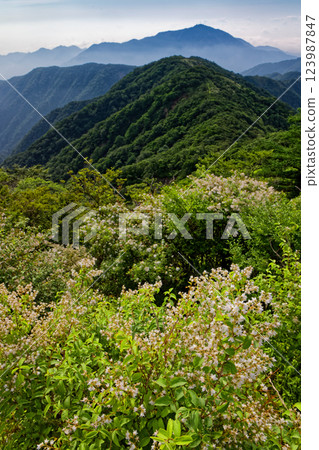 夏季梔子花盛開時,從丹澤殿嶽山頂望去的大山表山脊 夏季梔子花盛開時,從丹澤殿嶽山頂望去的大山表山脊 123987847