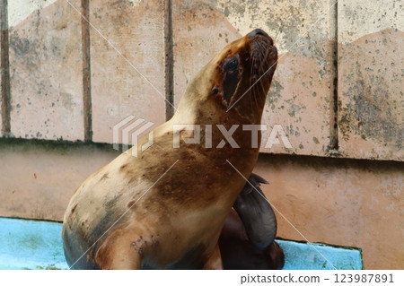南海獅 123987891