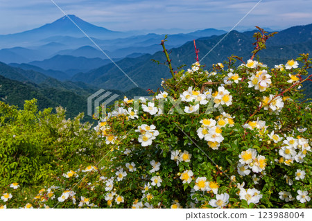 Summer blooming of wild roses on the summit of Mt. Tonodake in Tanzawa and Mt. Fuji 123988004