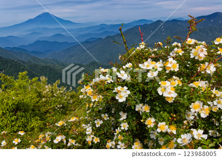 夏季丹澤殿嶽山頂及富士山上盛開的野玫瑰 123988005