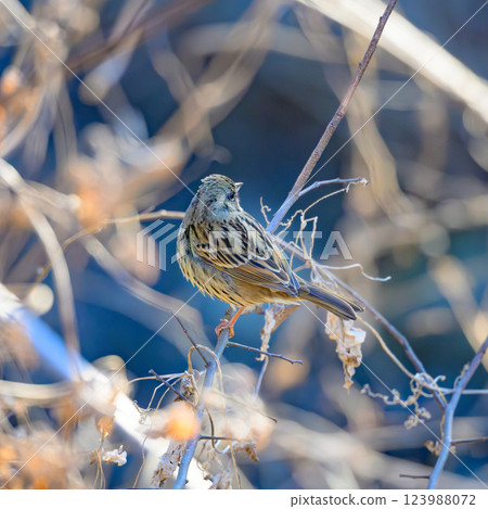 A Japanese bush warbler perched on a branch, photographed from a walking path A Japanese bush warbler perched on a branch, photographed from a walking path 123988072