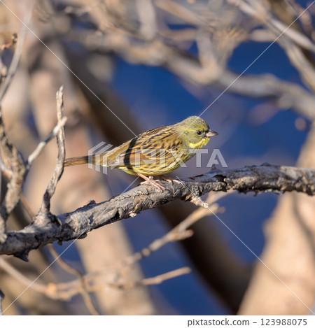 A Japanese bush warbler perched on a branch, photographed from a walking path 123988075