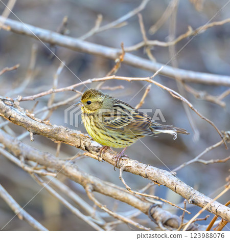 A Japanese bush warbler perched on a branch, photographed from a walking path A Japanese bush warbler perched on a branch, photographed from a walking path 123988076