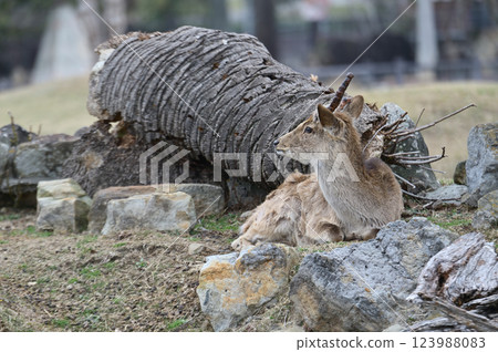 Mouflon sitting on the ground Mouflon sitting on the ground 123988083