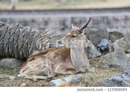 Mouflon sitting on the ground Mouflon sitting on the ground 123988084