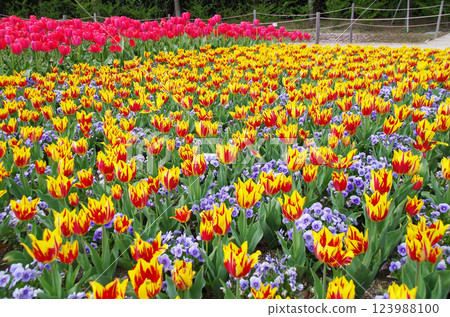 Spring flowers: Beautiful tulip fields Spring flowers: Beautiful tulip fields 123988100