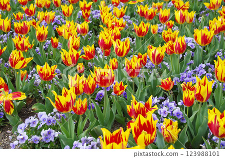 Spring flowers: Beautiful tulip fields Spring flowers: Beautiful tulip fields 123988101