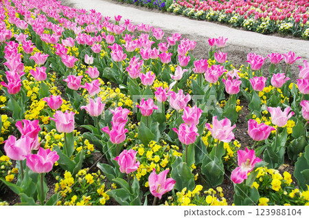 春花:美麗的鬱金香花田 春花:美麗的鬱金香花田 123988104