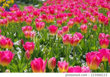 Spring flowers: Beautiful tulip fields 123988115